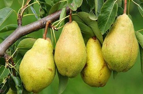 وفاة مأساوية بلحظة قطف الكمثري