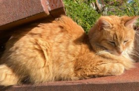 القطط المتوحشة بأستراليا تهدد الحياة البرية