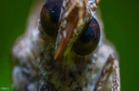 عدو آخر يهاجم البشرية في عام الخطر