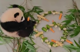 حديقة حيوانات موسكو تقدم هدية للباندا كاتيوشا 