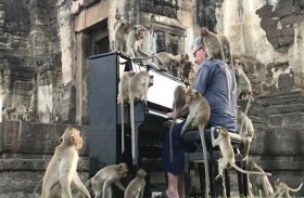 يهدىء القرود بأنغام موسيقاه