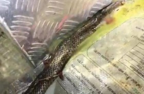 أفعى تتسلل لسيارة وتحاول قتل سائقها