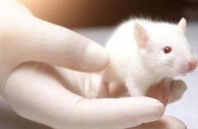 السبب وراء اختيار الفئران والجرذان لإجراء التجارب العلمية