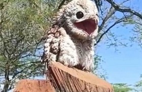 امرأة توثق ظهور الطائر الشبح