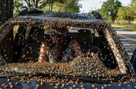 نجوا من حادث خطير.. فقتلتهم لدغات النحل!