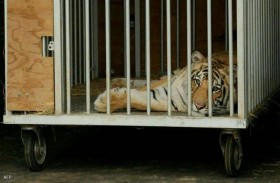 نهاية قصة النمر الذي أرعب مدينة أميركية