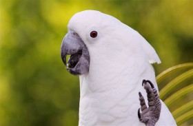 إدانة رجل بالقتل بعد الاستماع إلى شهادة ببغاء