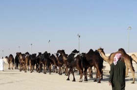 جائزة «بيرق الإمارات» من مهرجان الظفرة بقيمة ستة ملايين درهم