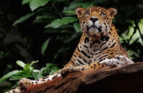 إنقاذ نمر مصاب بطلقات نارية 