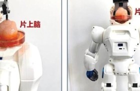 روبوت صيني بدماغ مزروع في المختبر