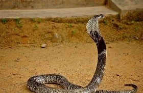 رضيع يعض «كوبرا» حتى الموت