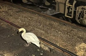 بجعة تُعطل حركة 3 قطارات 