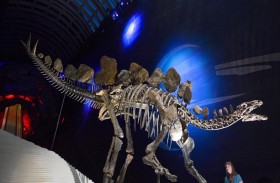 هيكل عظمي نادر لديناصور ضمن مزاد