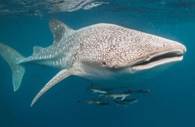 القرش الحوتي يظهر على الشواطئ المصرية