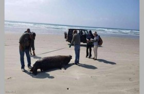 غموض يلف مقتل 137 أسد بحر