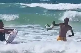 تمساح يثير الذعر في الإسكندرية 