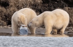 مطعم في ألبانيا يقدم لحوم الدببة لزبائنه!