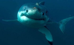 زوج يلكم قرشا ليخلص زوجته من براثنه