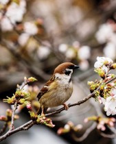 عصفور يقف على فرع شجرة كرز مزهر في حديقة أوينو في طوكيو ، اليابان.   رويترز