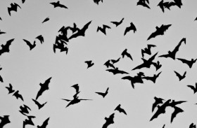 قتل 200 خفاش يثير دعوى قضائية