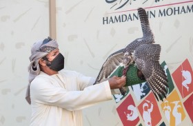 أشواط «الشيوخ» تدشن المنافسات في بطولة فزاع للصيد بالصقور «التلواح»