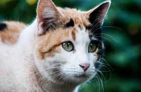 القط البطل ينقذ طبيباً من السرقة 