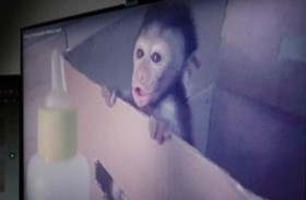 فيديوهات «سحق القرود» تفضح شبكة تعذيب دولية