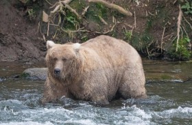 غريزر.. بطلة أسبوع «الدببة السمينة»