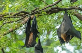 فيروس الخفافيش يقتل فتاة هندية