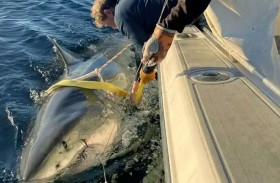 أضخم قرش أبيض يظهر قبالة ساحل كندا