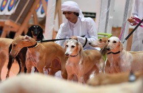 معرض أبوظبي للصيد يحتفي بالسلوقي الذي رافق العرب منذ القدم