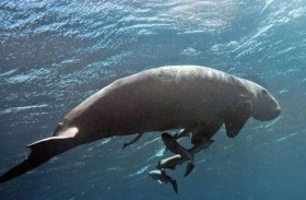 تفاصيل إنقاذ عروس بحر من الموت المحقق