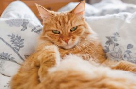 هل القطط البرتقالية تختلف سلوكيًا عن غيرها؟