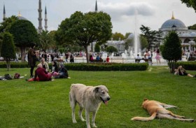 إسطنبول تحظر إطعام الكلاب الضالة