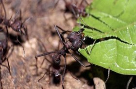 اعتماد حشرات كغذاء للبشر