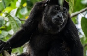 قرود نافقة تسقط من الأشجار.. ما القصة؟