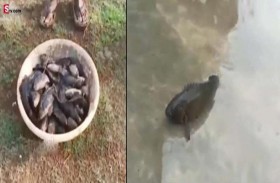 السماء تمطر أسماكاً على قرية هندية