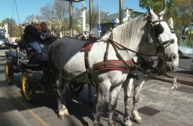 عربات الخيول توصل الوجبات للمسنين 