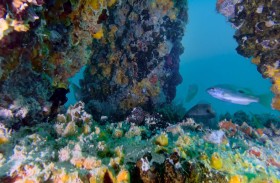 مشدّ دبي يدعم ازدهار الحياة البحرية والمنظومة البيئية في مياه الإمارة