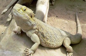 اكتشاف سحالي عملاقة عمرها 205 ملايين سنة 