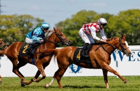 كأس الوثبة للخيول العربية ينطلق في 3 دول أوروبية اليوم