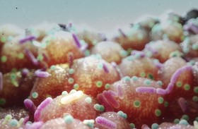 اكتشاف «حاسة سادسة» تتحكم بشهيتنا وسلوكياتنا