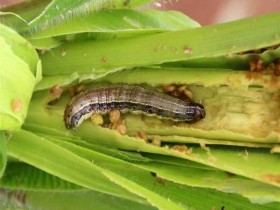 ظهور دودة الحشد الخريفية في الفلبين