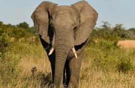 يموت دهساً تحت أقدام 