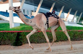 هجن العاصفة تكسب تحدي الحول والزمول