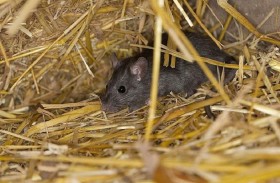 طبيبة تكشف خطر وجود القوارض البرية في المنزل