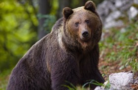 مشاهد صادمة لتعذيب دب تثير غضباً