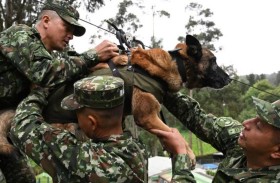 الكلب ويلسون.. قصة وفاء بين الإنسان والحيوان