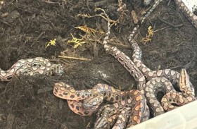 معجزة.. ذكر ثعبان «وحيد» ينجب 14 صغيرا