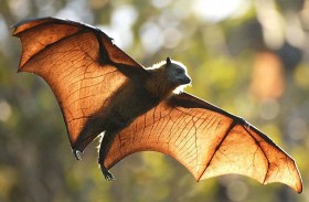 5 حقائق مذهلة عن الخفافيش قد تغير نظرتك لها
